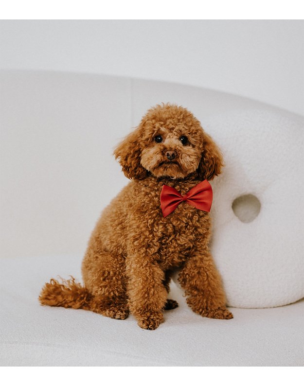 Quattro  small breed adult hipoalerginis maistas su lašiša ir kriliu 7 kg 